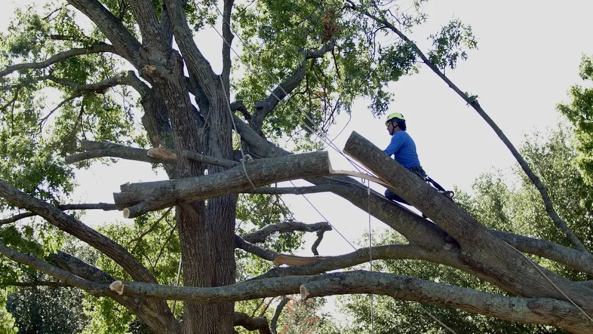 Professional Crown Thinning performed by certified arborists in Gilberton