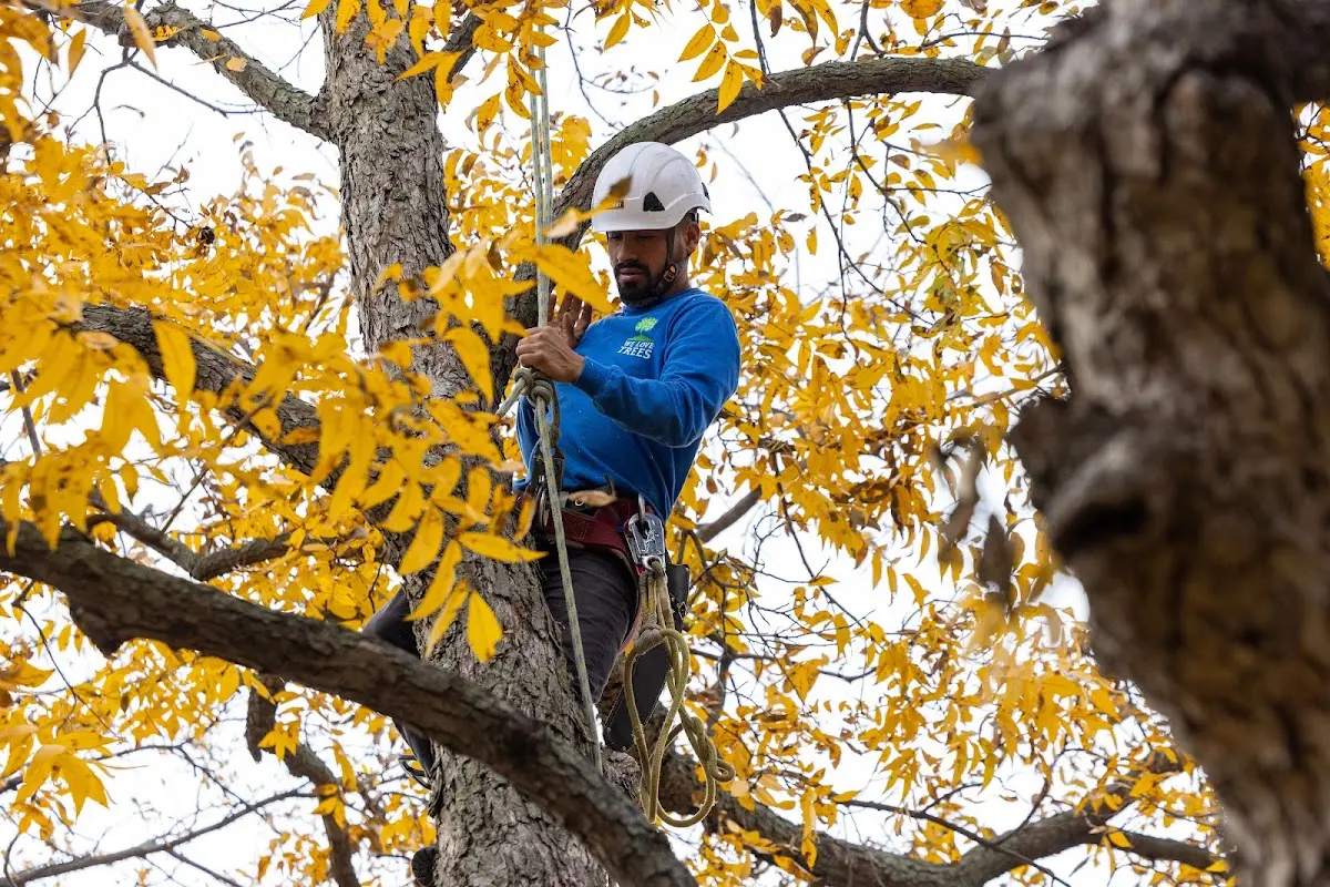 Skilled Tree Pruning crew working in Gilberton