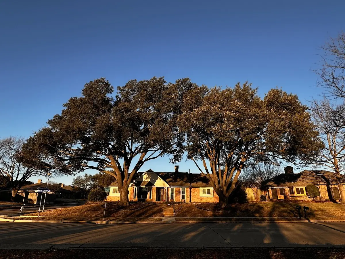 Established residential canopy tree shading a home in Gilberton